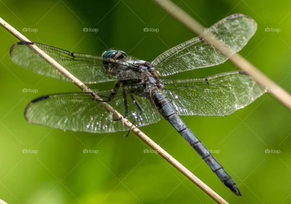 dragonfly