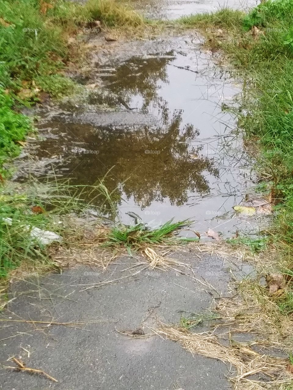 trees reflected in water