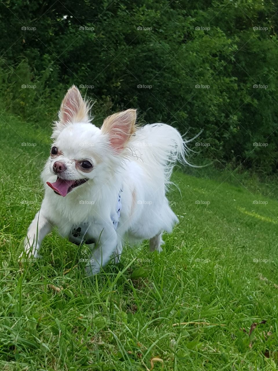 white chihuahua loving life running on a field