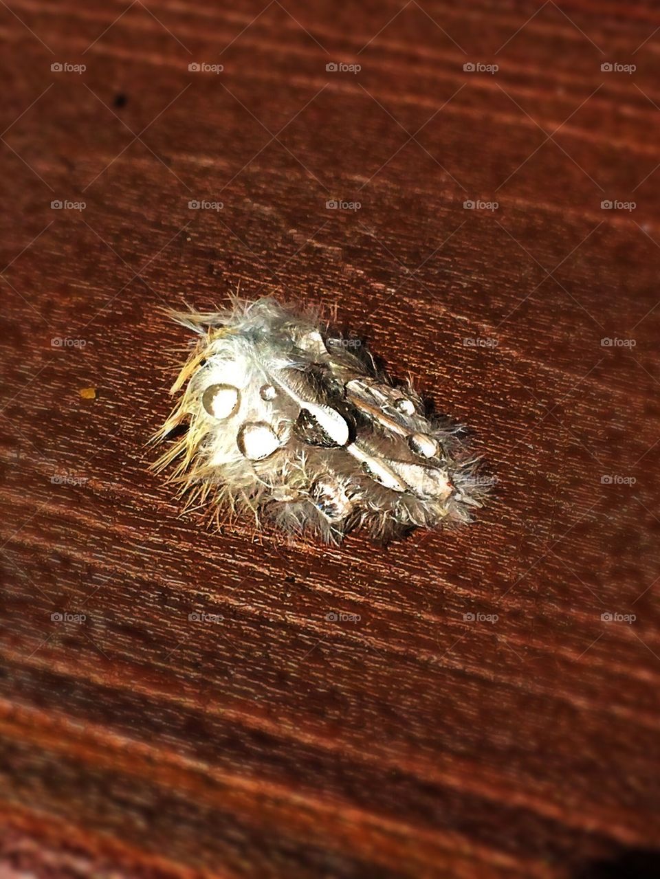 Feather after the storm