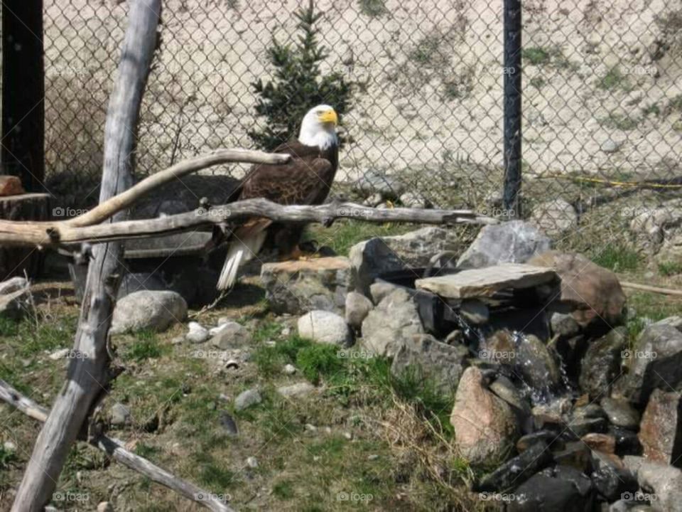 Bald Eagle in Sanctuary