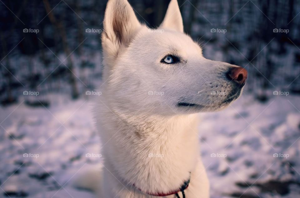 White Husky in the Snow