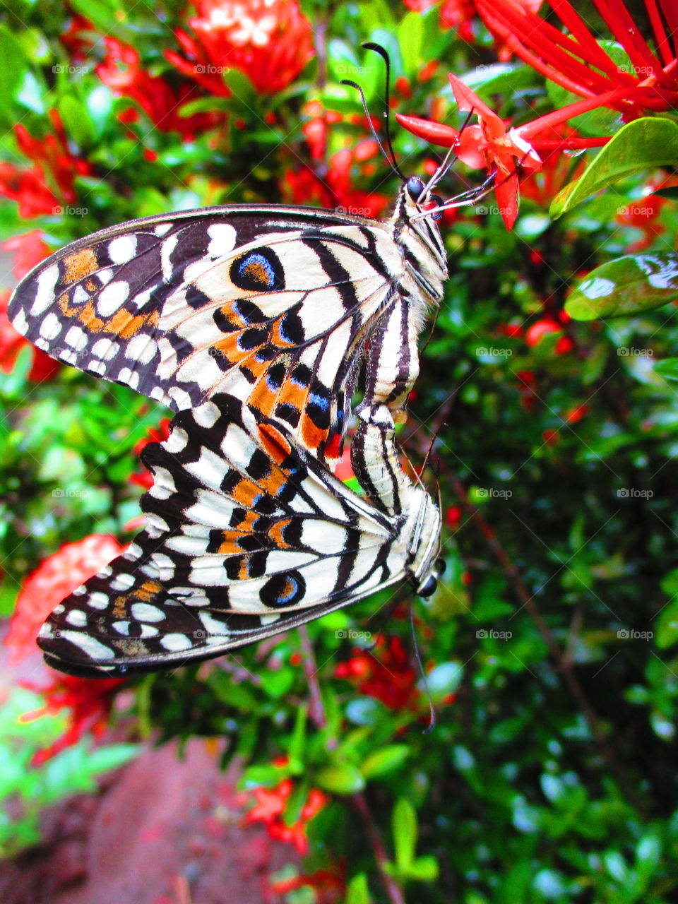 butterfly color