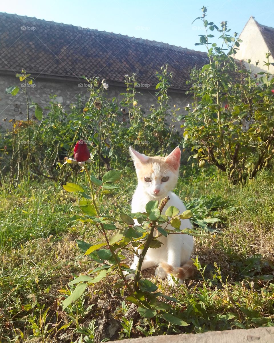 кот с розой