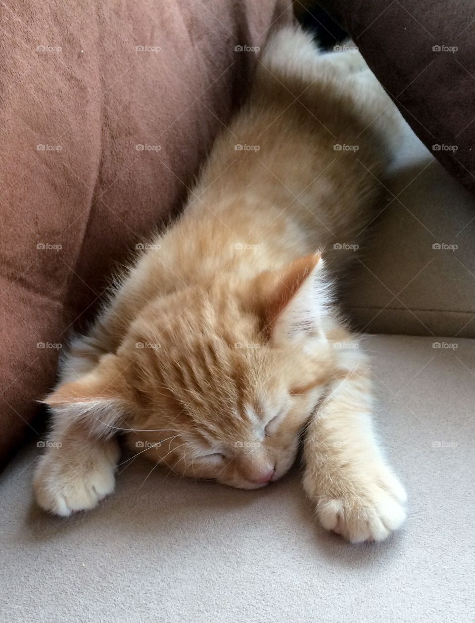 Kitten all stretched out and cozy!! 