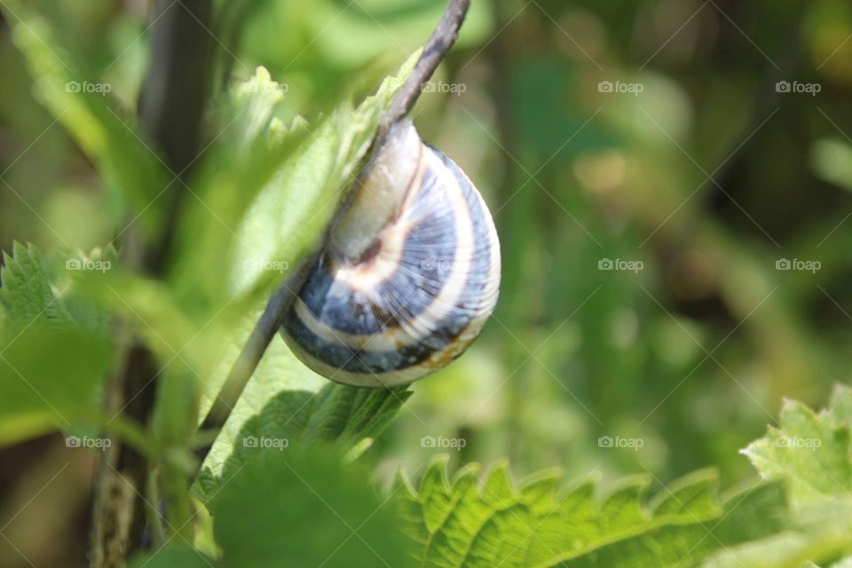 snail