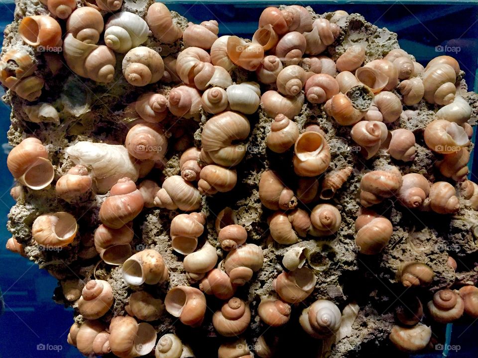 American Museum of Natural History