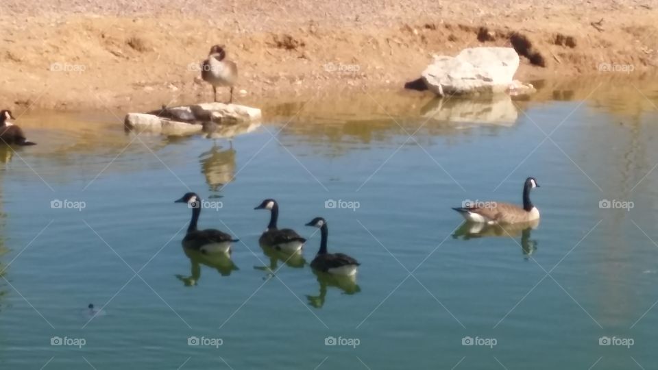 geese at the lagoon