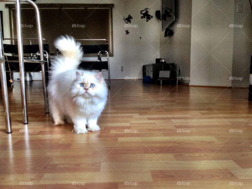 White cat inside house