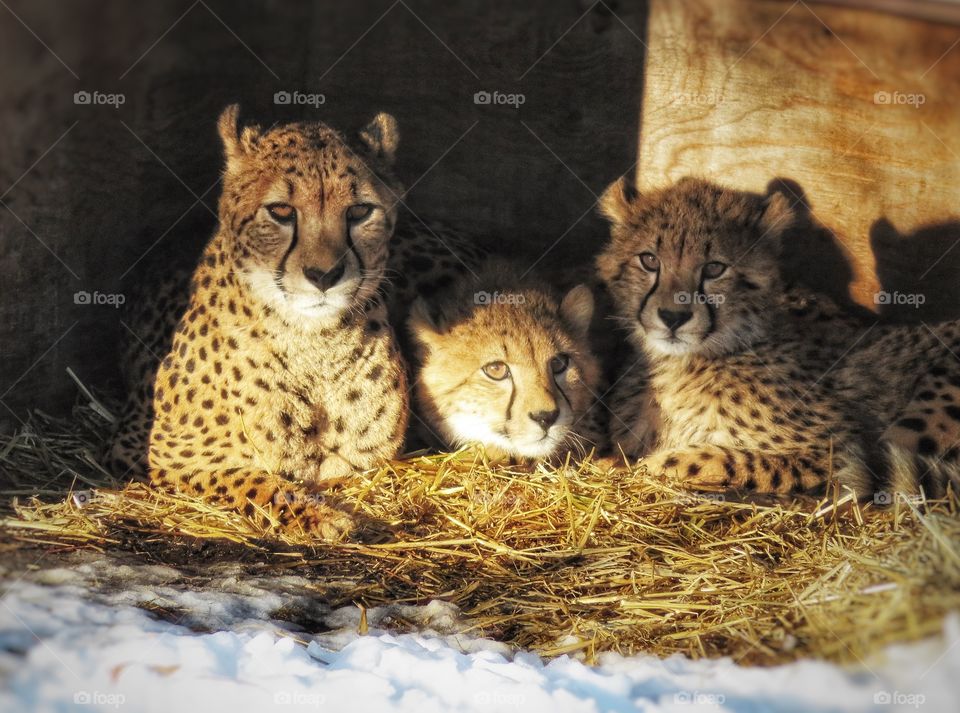 Cheetahs mom and cubs Parc Safari Hemmingford Québec Jan 20th 2018