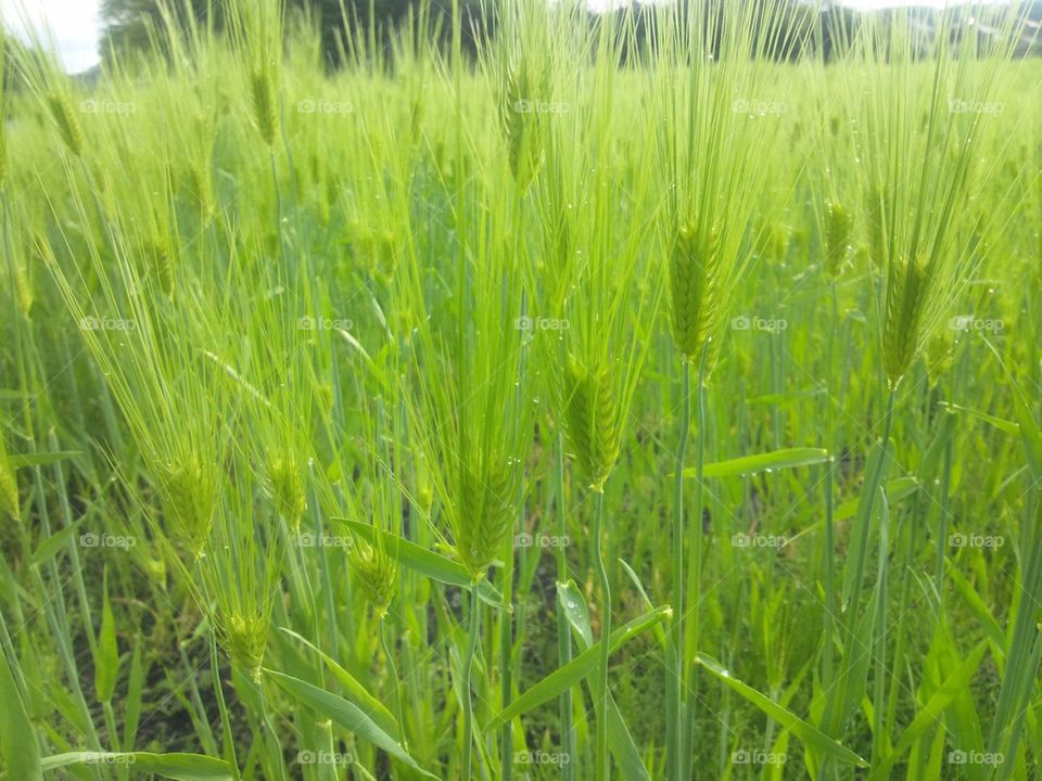 Wheat field