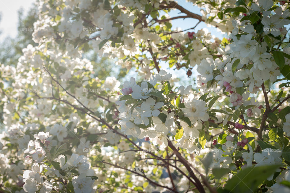 Spring blossom tree