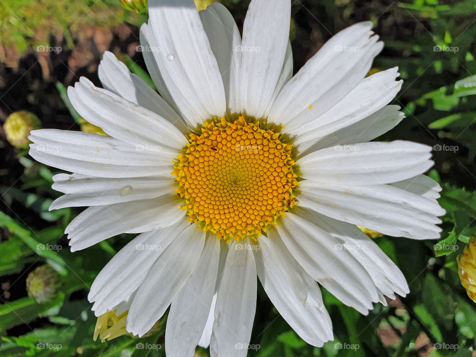 daisy