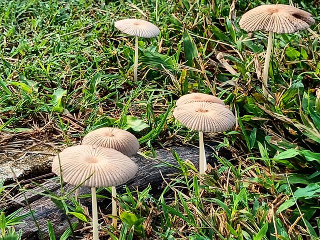 Mystical Mushrooms:A Fungi Adventure