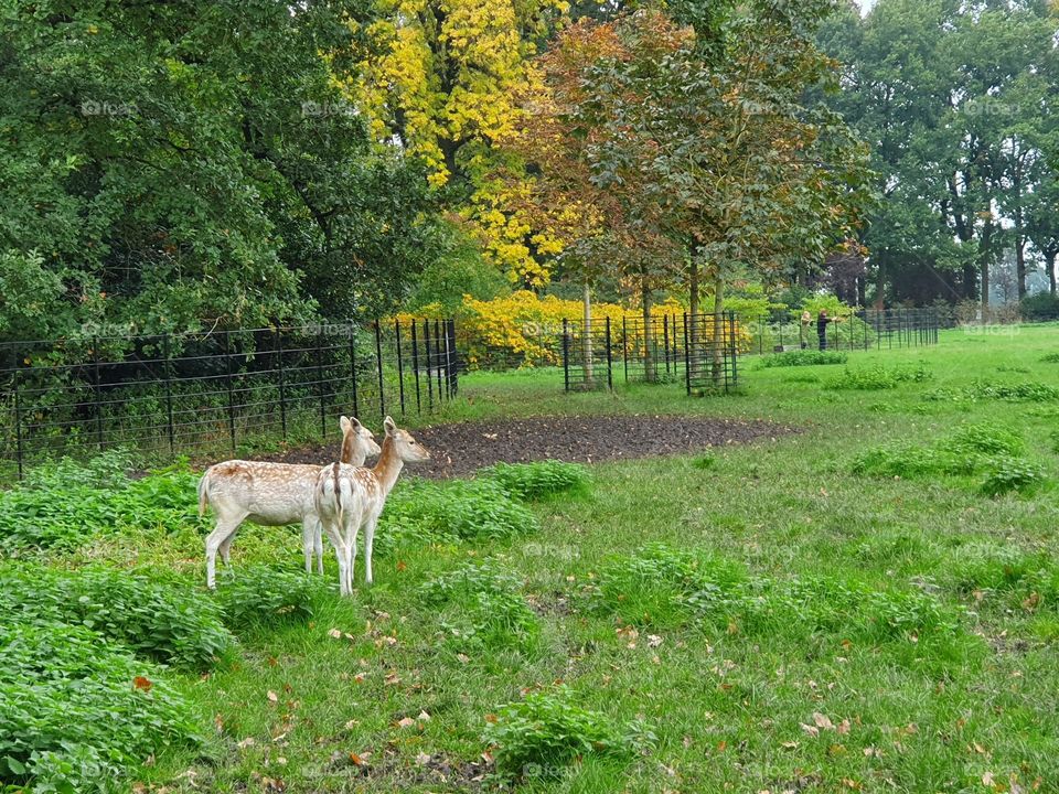 Two deer walking in a beautiful park.