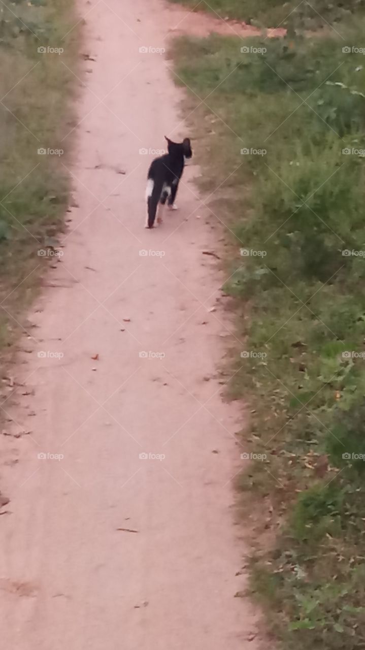 The cate is ran to speed and nature