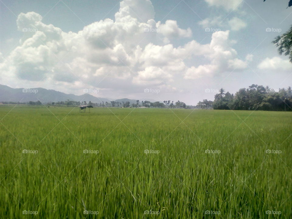 view of rice fields.