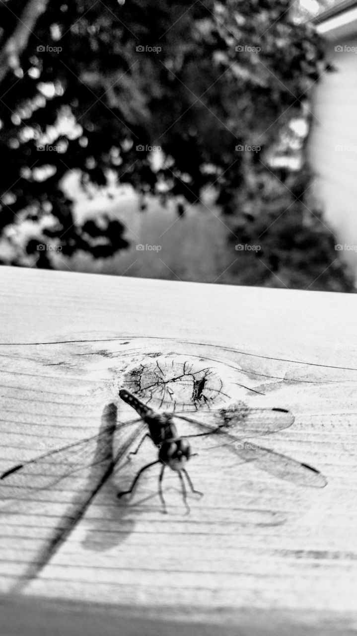 Dragon fly Black and White