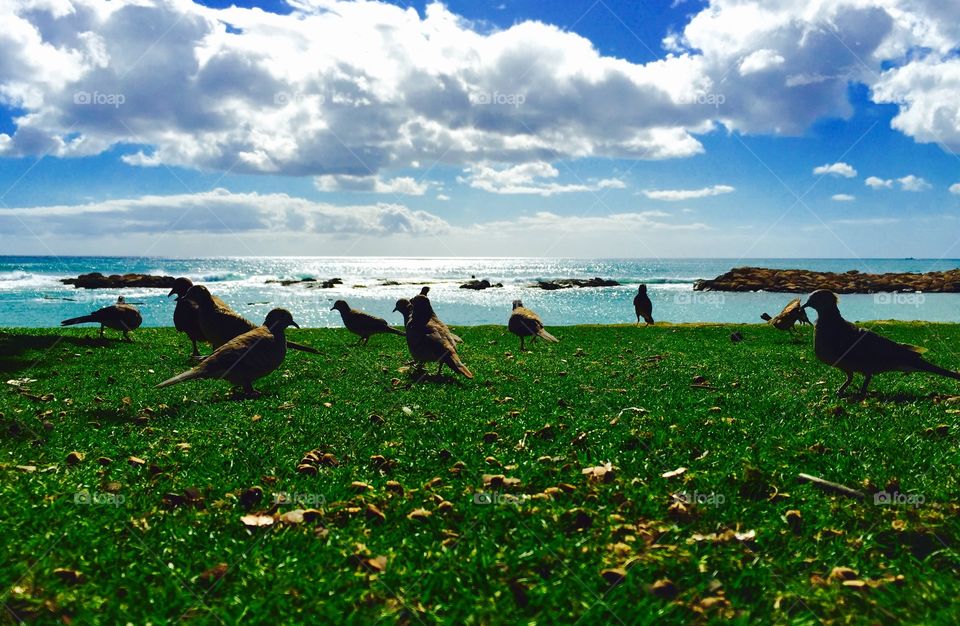 Hanging out with wings . Local Hawaiian birds hanging out on the beach.