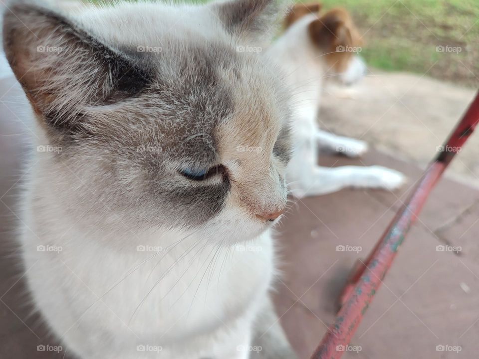 Domestic Cat and dog