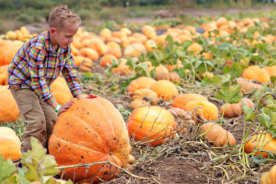 Pumpkins