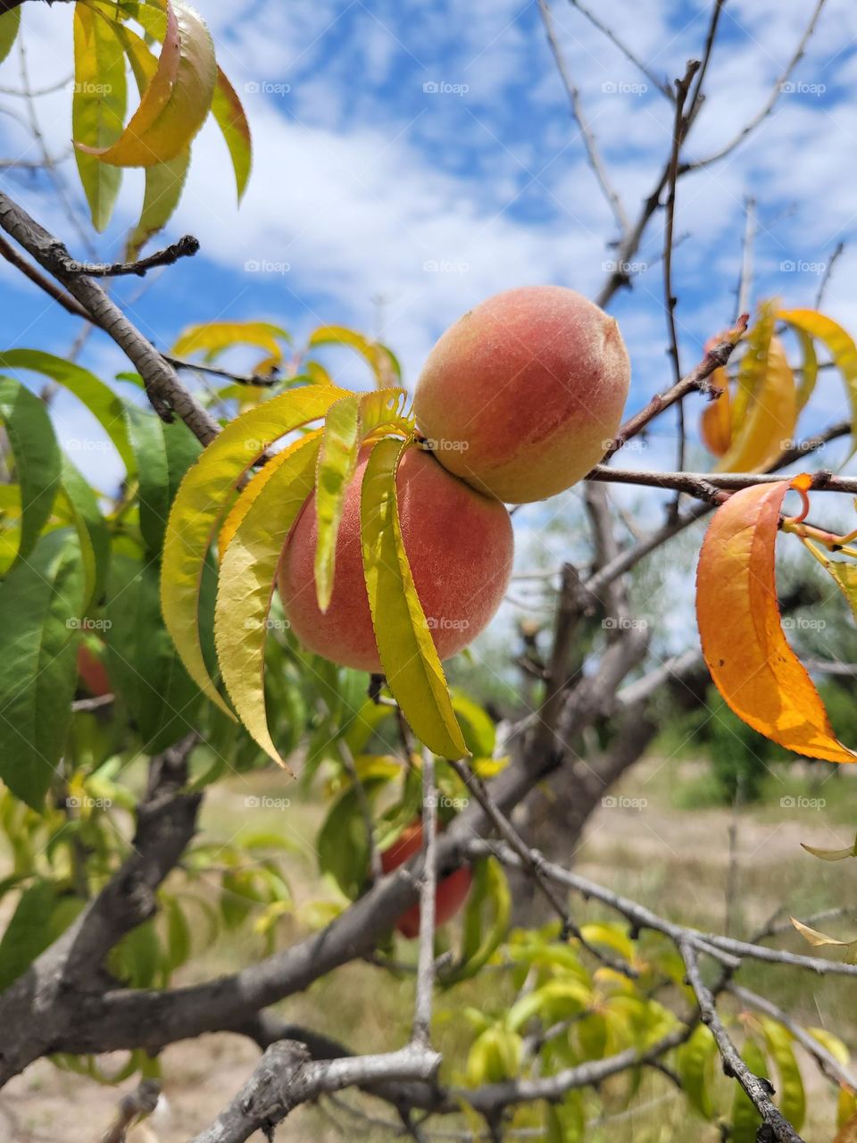 duraznos en la planta