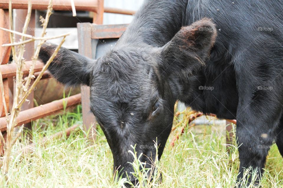 Grazing black calf. 