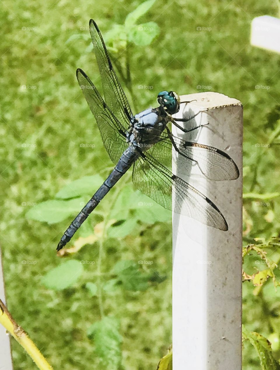 I love the beauty and color in this photo captured of a blue tinted dragonfly resting on a white post outdoors. 