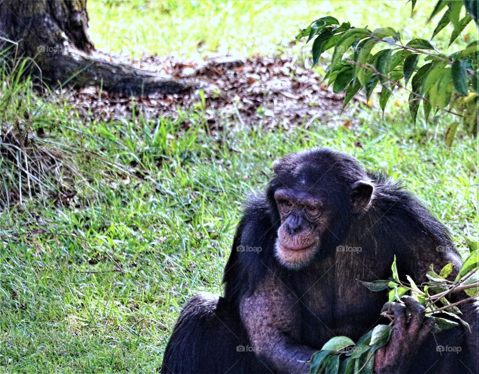 Close-up Chimpanzee