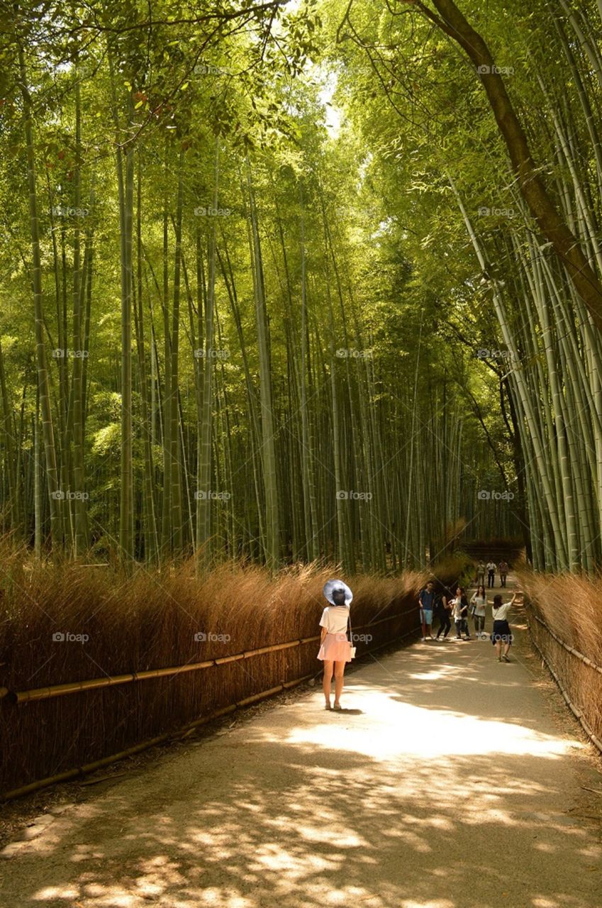 bamboo forest, Arashiyama, Kyoto