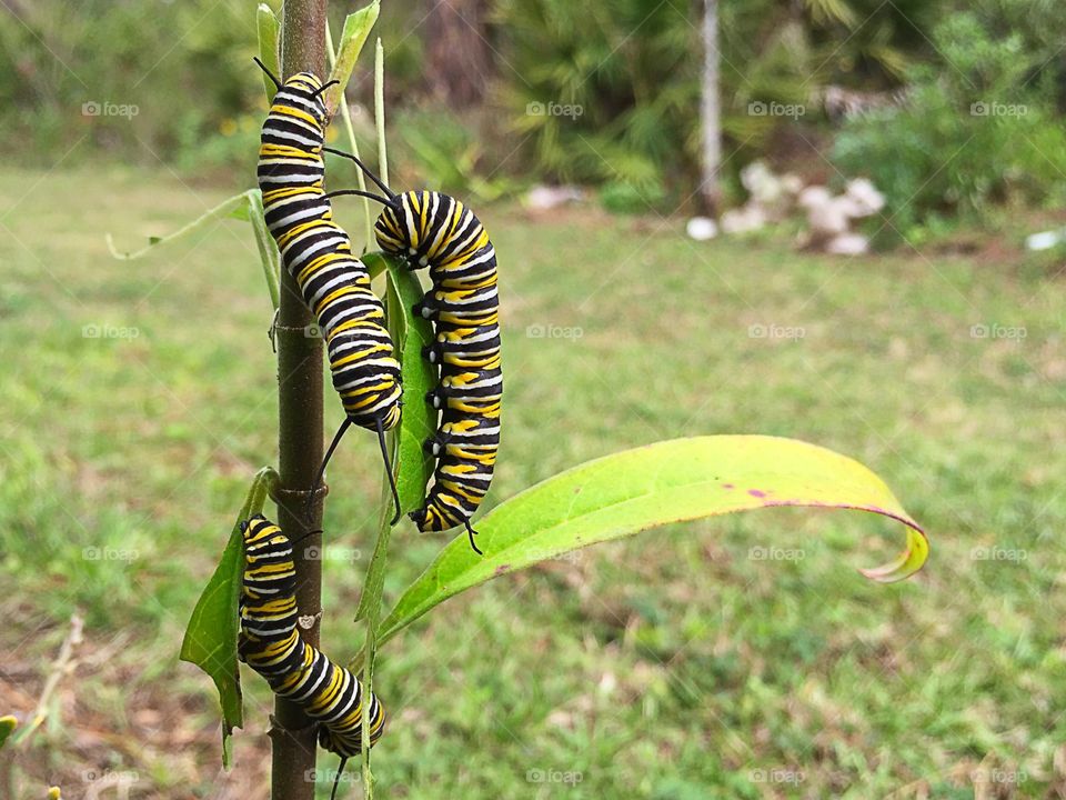 Caterpillars