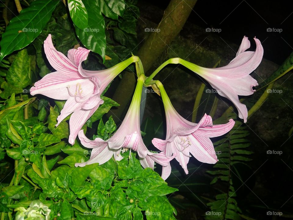 pink amaryllis