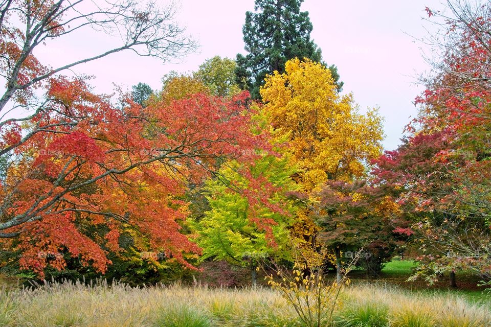 autumn tree in the park