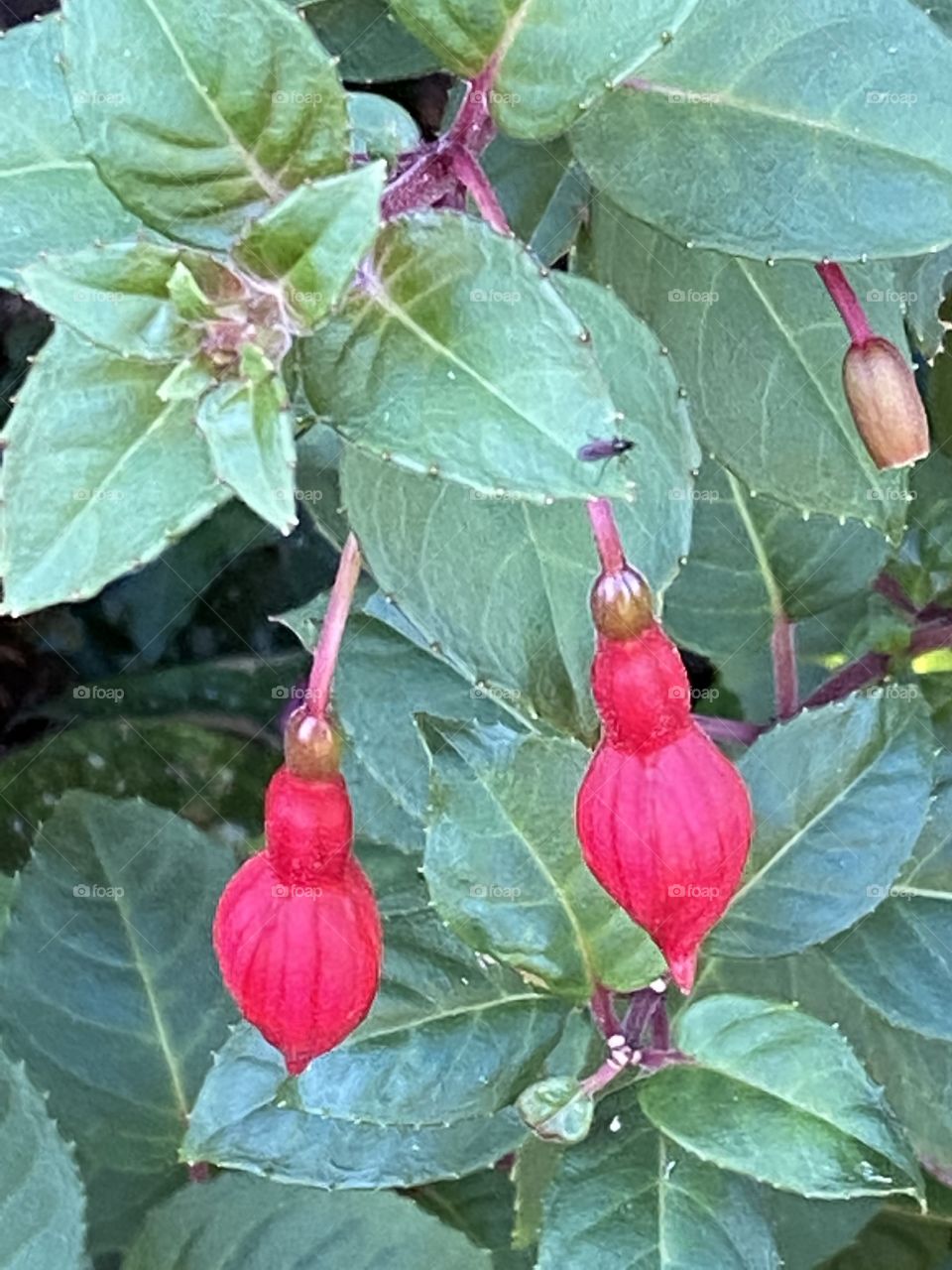 A Double Helping of virtually Perfect Fuchias