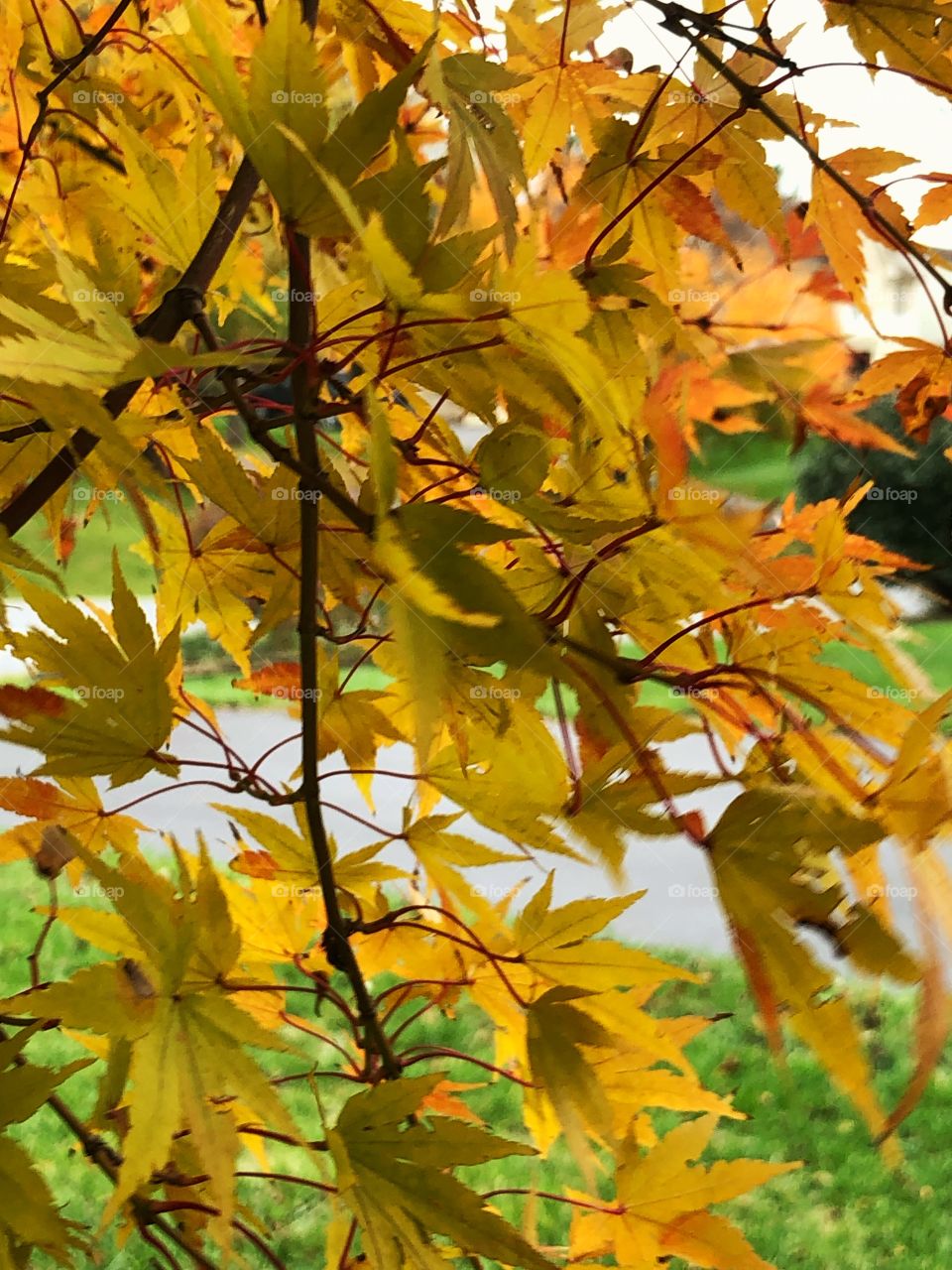 October trees tree limb branch yellows holds oranges fall turning leaves 