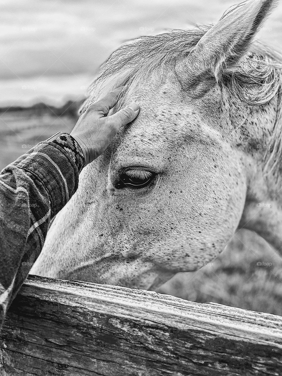 Woman gently touches horse on the head, woman’s hand reaching out for a white horse, monochrome farm photograph, life’s small quiet moments, finding peace with animals