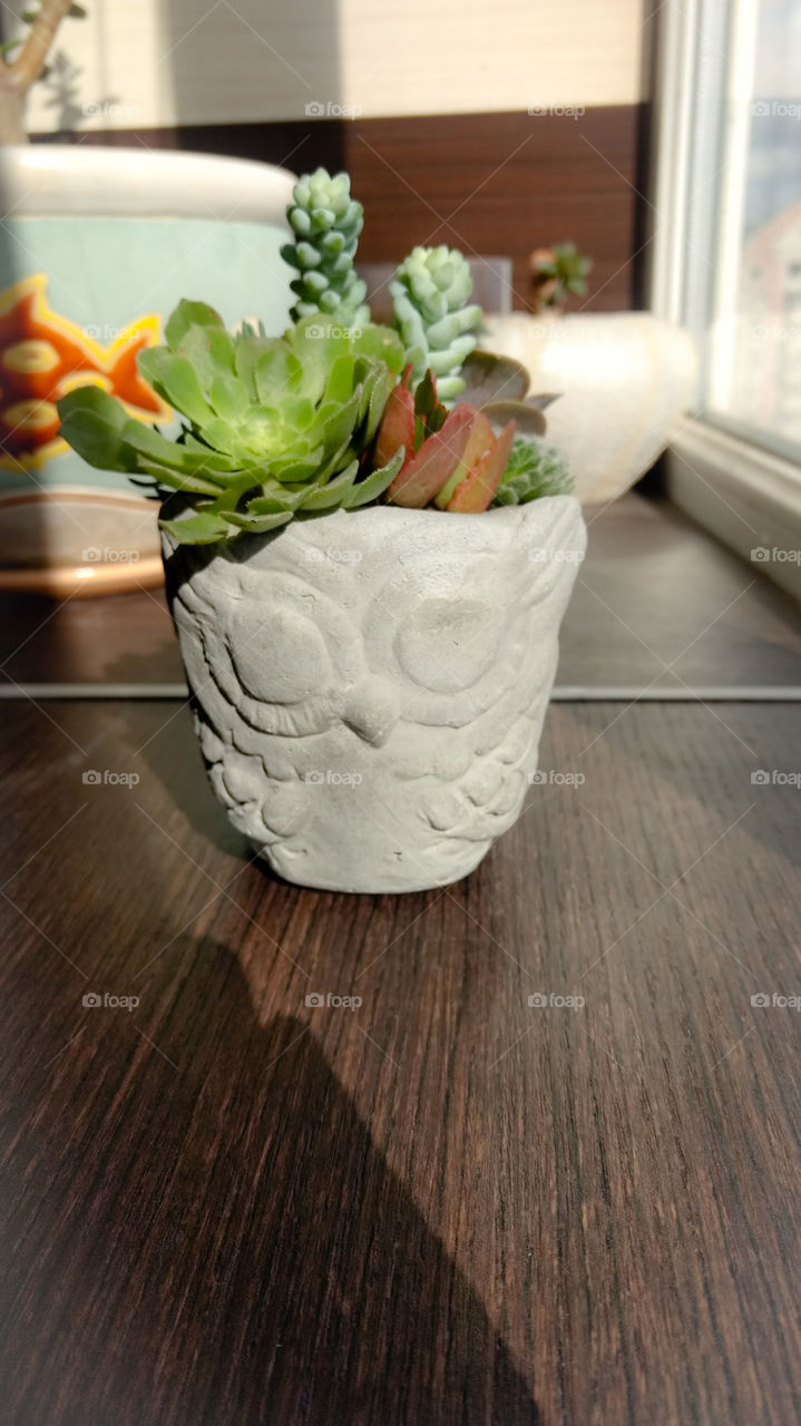 The owl shaped handmade concrete pot