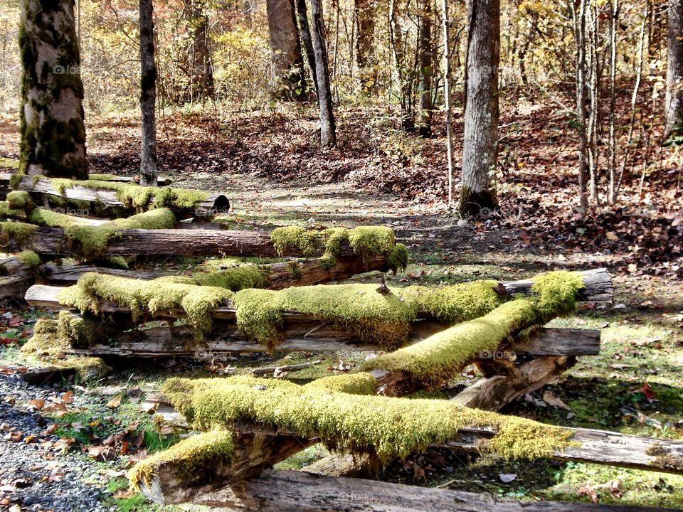 Moss covered trees in forest 
