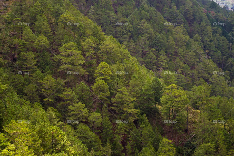 View of a rainforest