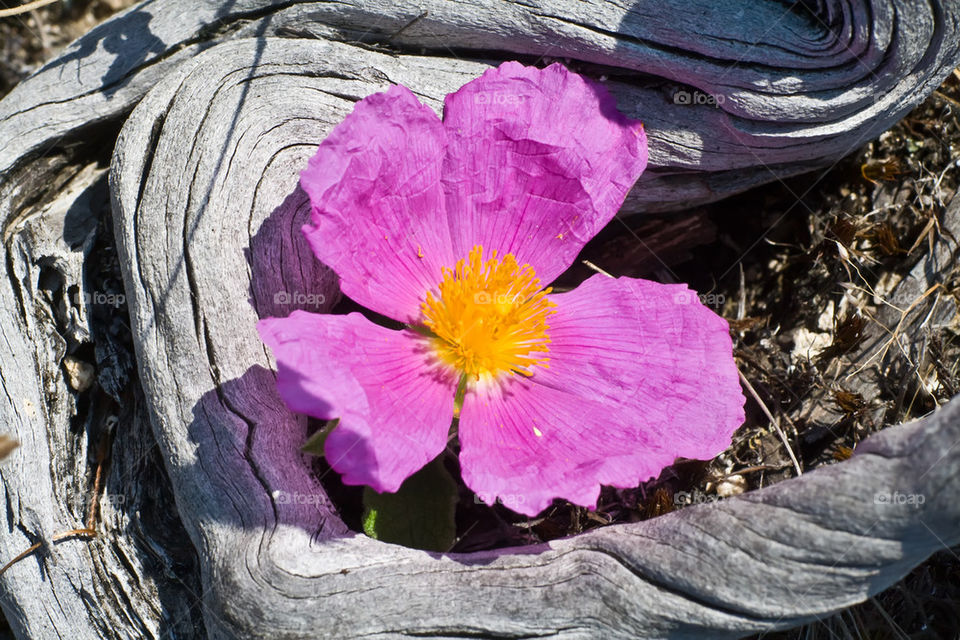 Red flower