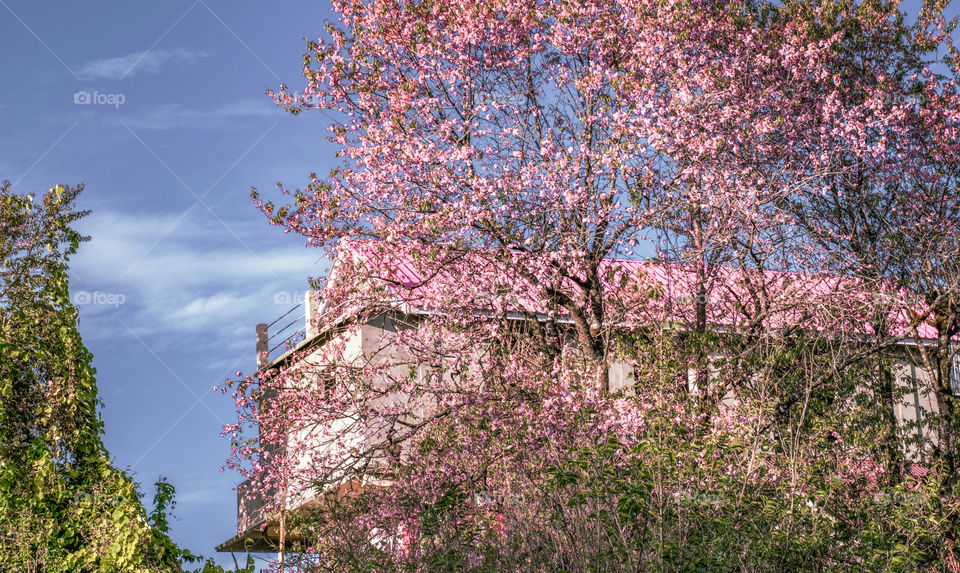 The beauty of pink colour evolving during the time of cherry blossom