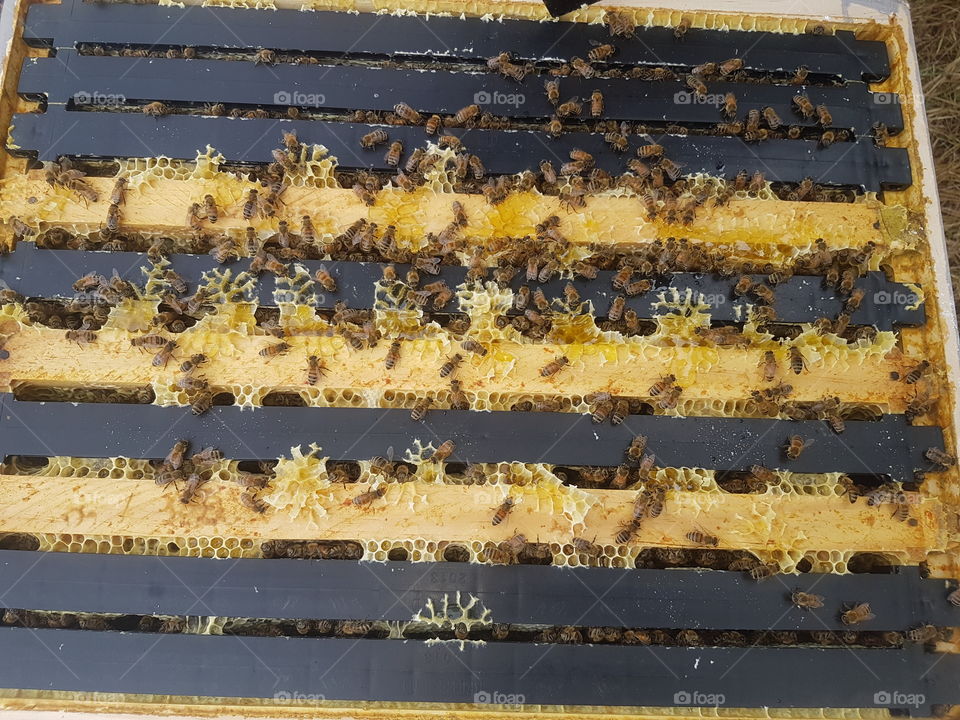 Bee Hive