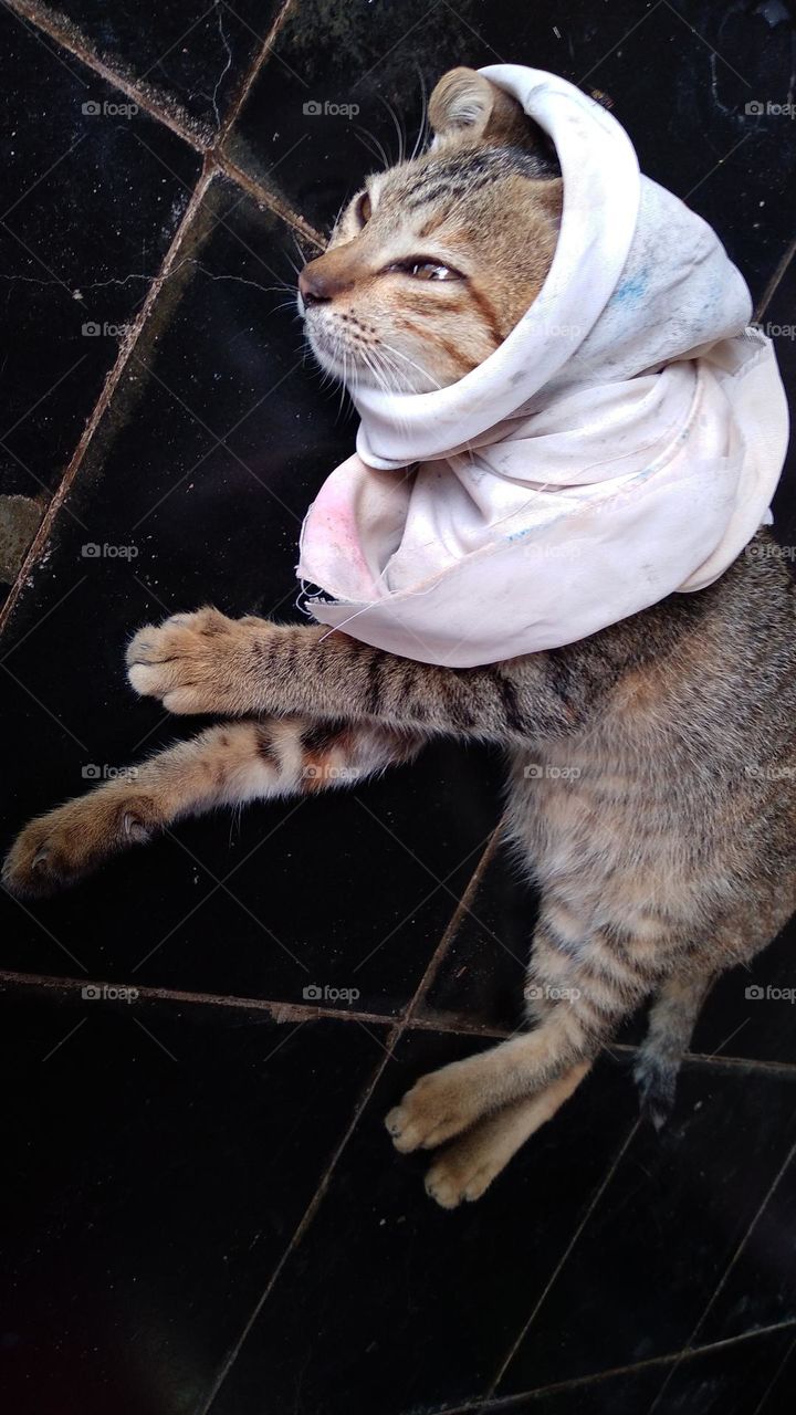 A cute kitten with a cloth on its head makes it adorable