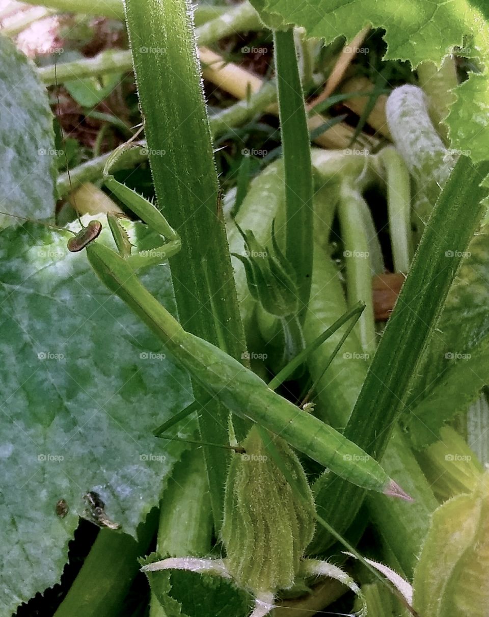 This praying mantis has been hanging around in my garden since it was a tiny baby. This time I found him enjoying the shade under the leaves of my zucchini plant.