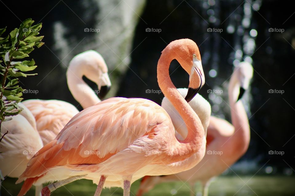 Flamingo 