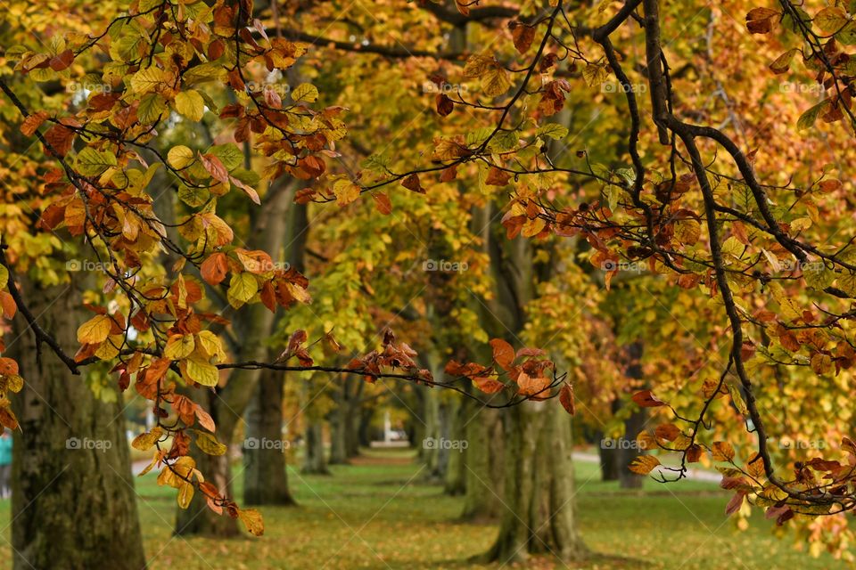 Fall, Leaf, Tree, Nature, Season