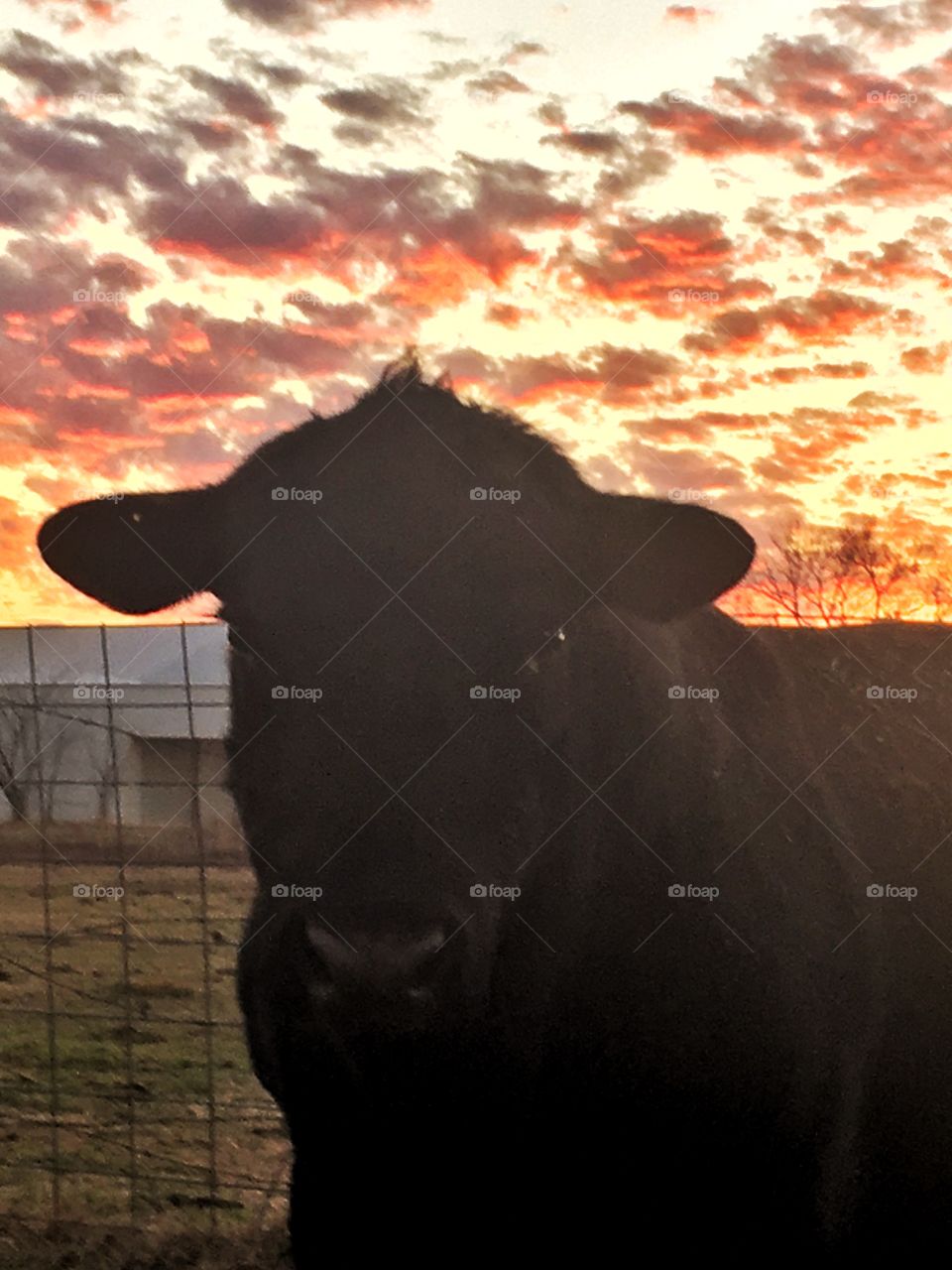 Black Angus bull at sunset. His name is Charger. 
