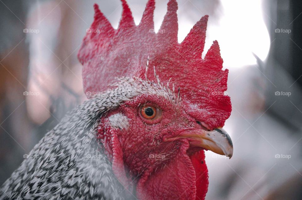 portrait of a rooster on a farm