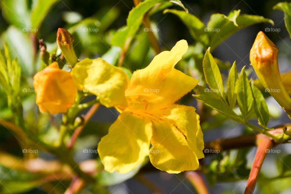 Flowering weed, births yellow flower three leaf clover