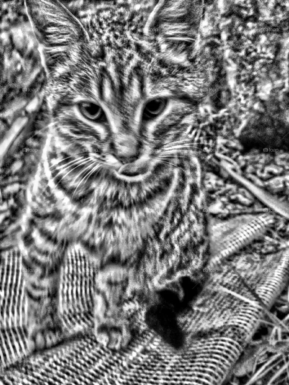 Cat b
